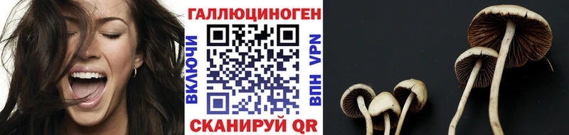 купить наркотик  Кимры  Псилоцибиновые грибы Cubensis 